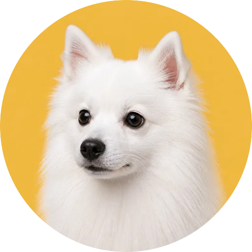 Retrato em ângulo três quartos de cachorro da raça Spitz Japonês em fundo mostarda