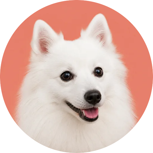Retrato em ângulo três quartos de cachorro da raça Spitz Japonês em fundo coral