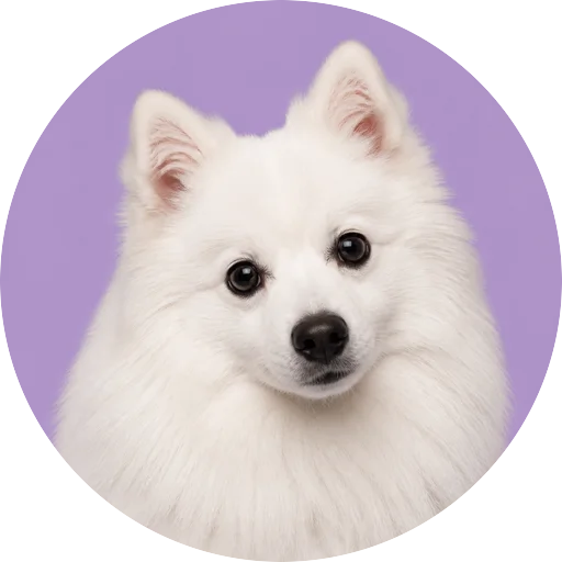 Retrato de cachorro da raça Spitz Japonês com leve inclinação da cabeça em fundo lilás