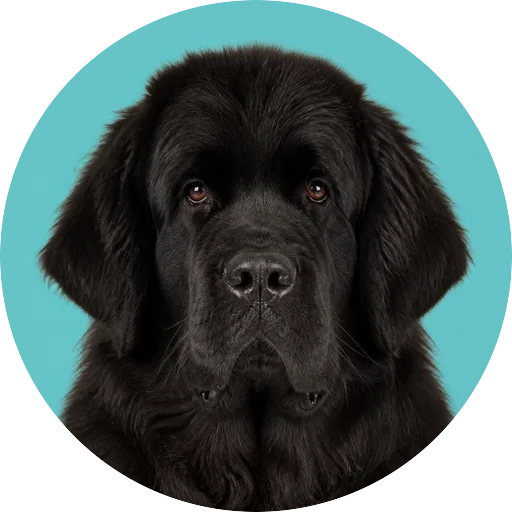Retrato frontal de cachorro da raça Terra Nova em fundo turquesa