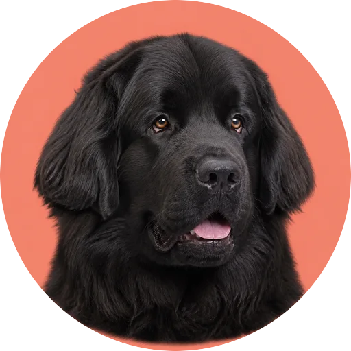 Retrato em ângulo três quartos de cachorro da raça Terra Nova em fundo coral