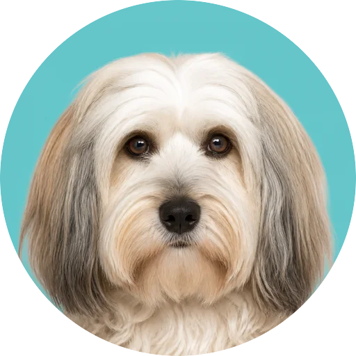 Retrato frontal de cachorro da raça Terrier Tibetano em fundo turquesa