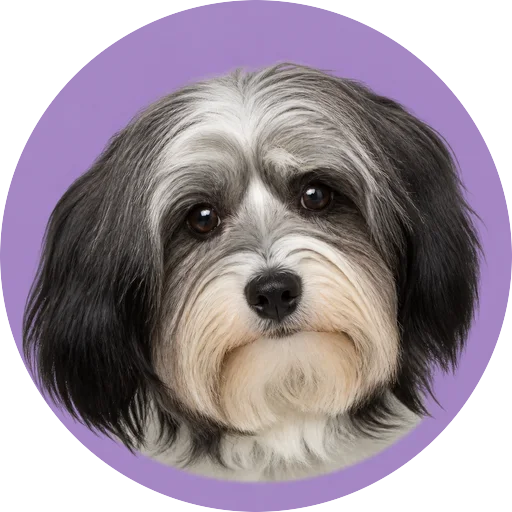 Retrato de cachorro da raça Terrier Tibetano com leve inclinação da cabeça em fundo lilás