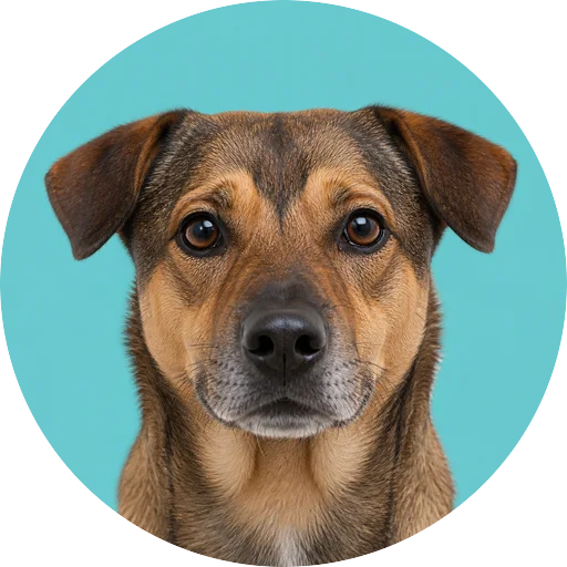 Retrato frontal de cachorro da raça Vira-lata em fundo turquesa