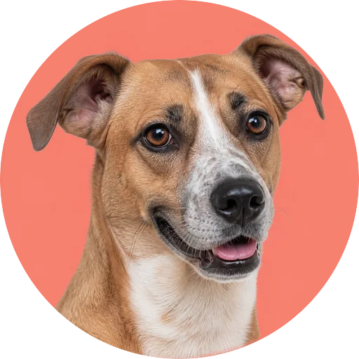Retrato em ângulo três quartos de cachorro da raça Vira-lata em fundo coral