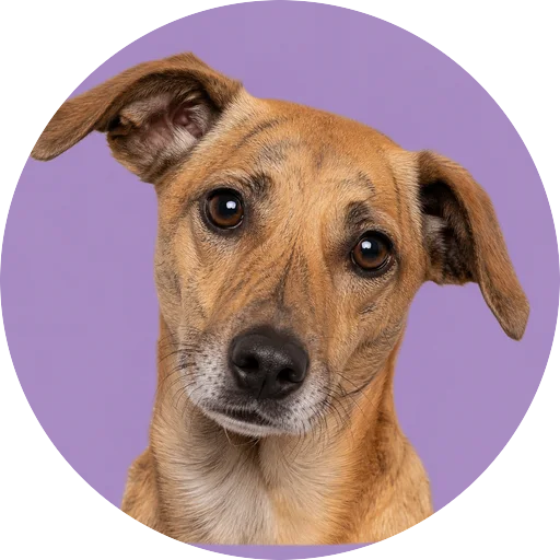 Retrato de cachorro da raça Vira-lata com leve inclinação da cabeça em fundo lilás