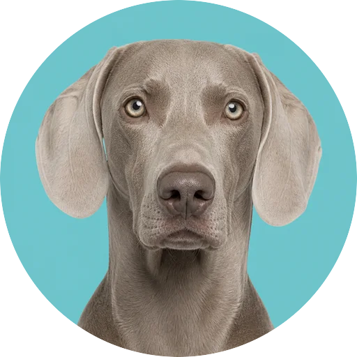 Retrato frontal de cachorro da raça Weimaraner em fundo turquesa