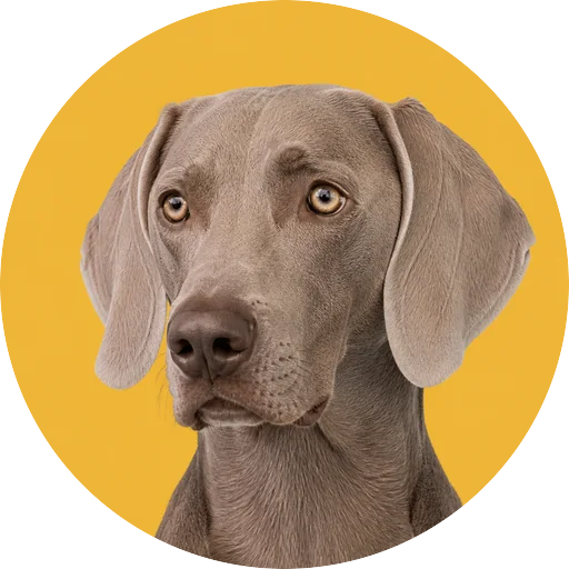 Retrato em ângulo três quartos de cachorro da raça Weimaraner em fundo mostarda