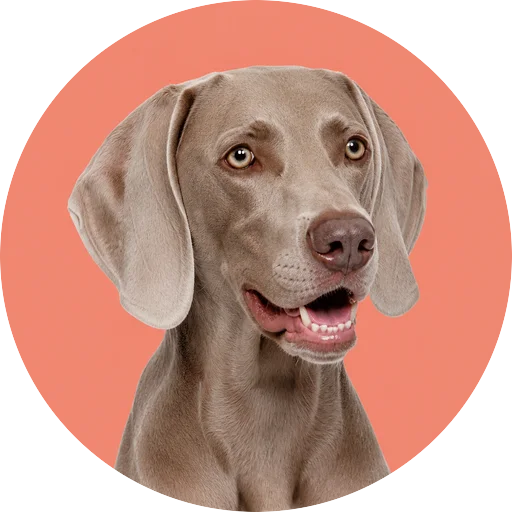 Retrato em ângulo três quartos de cachorro da raça Weimaraner em fundo coral