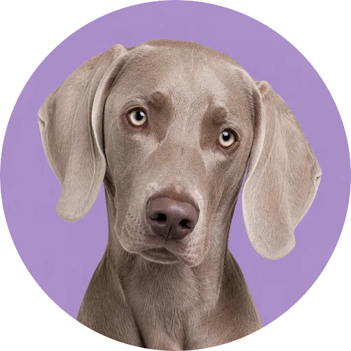 Retrato de cachorro da raça Weimaraner com leve inclinação da cabeça em fundo lilás