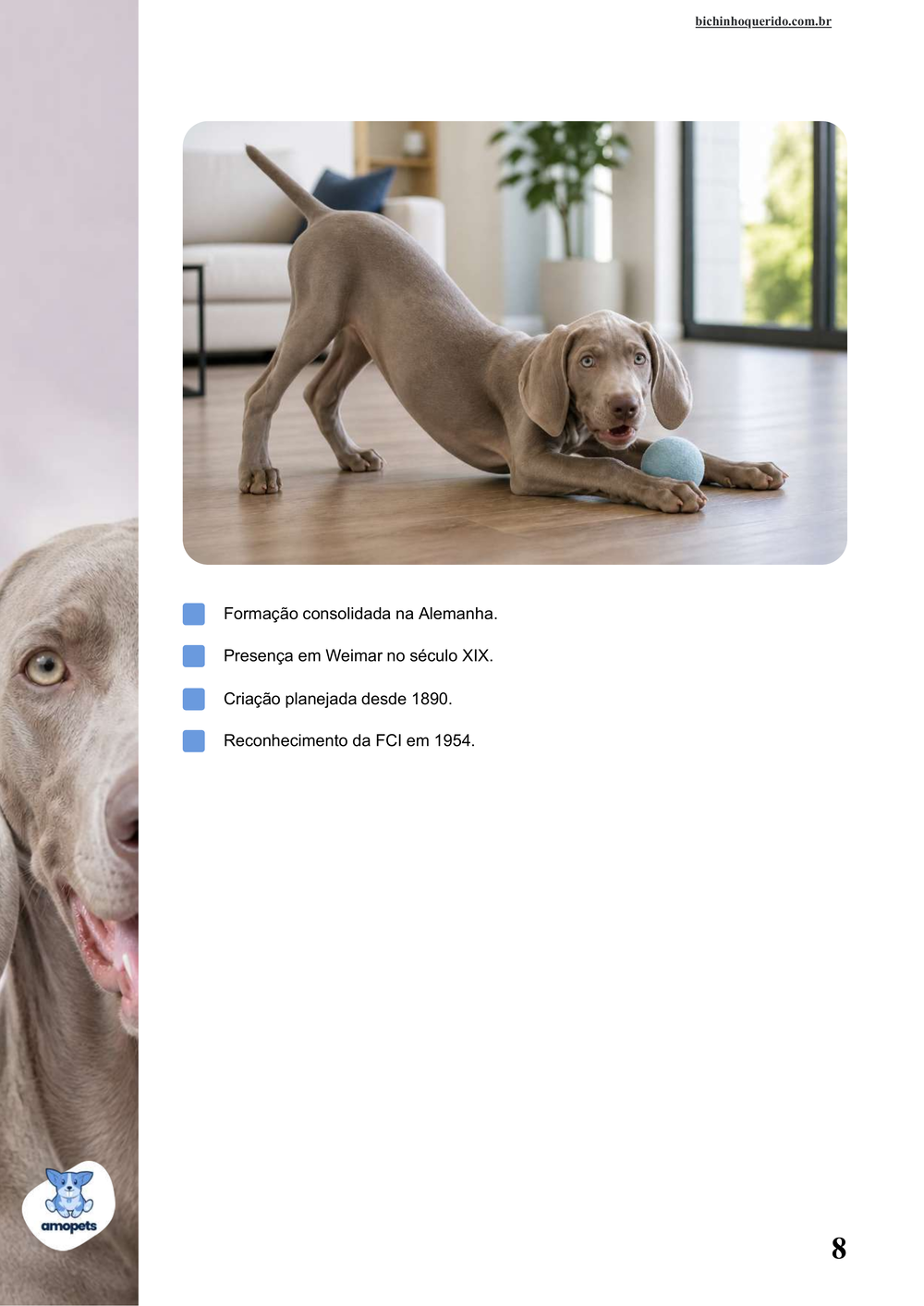 características do Weimaraner no e-book Guia de Como Cuidar do Weimaraner