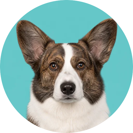 Retrato frontal de cachorro da raça Welsh Corgi Cardigan em fundo turquesa