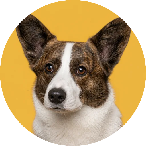 Retrato em ângulo três quartos de cachorro da raça Welsh Corgi Cardigan em fundo mostarda