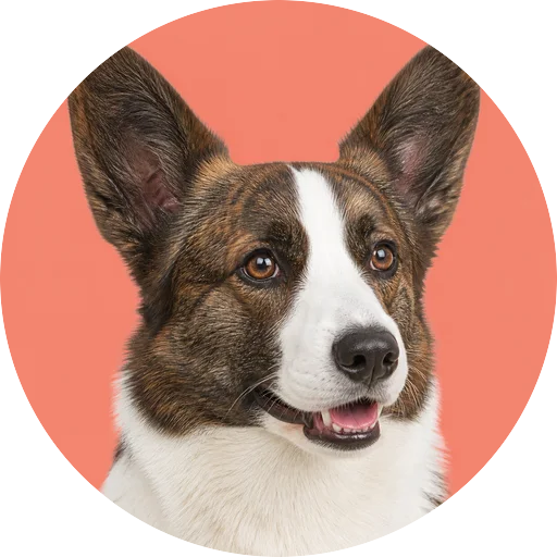 Retrato em ângulo três quartos de cachorro da raça Welsh Corgi Cardigan em fundo coral