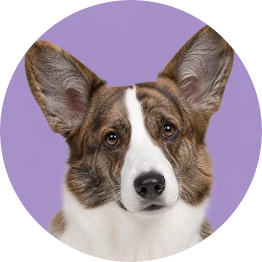 Retrato de cachorro da raça Welsh Corgi Cardigan com leve inclinação da cabeça em fundo lilás