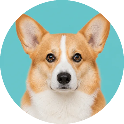Retrato frontal de cachorro da raça Welsh Corgi Pembroke em fundo turquesa