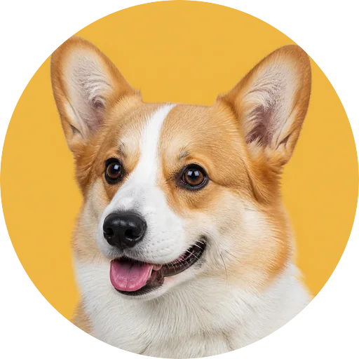Retrato em ângulo três quartos de cachorro da raça Welsh Corgi Pembroke em fundo mostarda