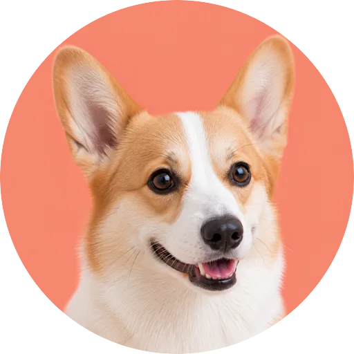 Retrato em ângulo três quartos de cachorro da raça Welsh Corgi Pembroke em fundo coral