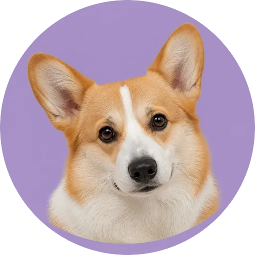 Retrato de cachorro da raça Welsh Corgi Pembroke com leve inclinação da cabeça em fundo lilás
