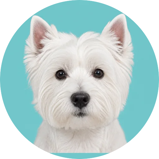 Retrato frontal de cachorro da raça West Highland White Terrier em fundo turquesa