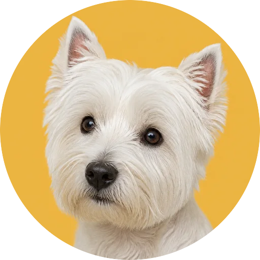 Retrato em ângulo três quartos de cachorro da raça West Highland White Terrier em fundo mostarda