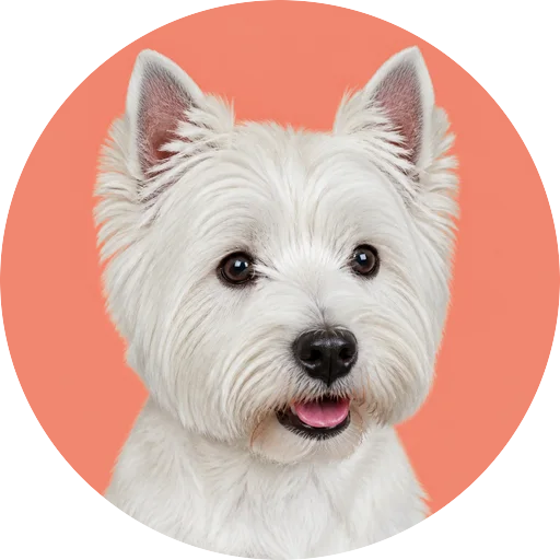 Retrato em ângulo três quartos de cachorro da raça West Highland White Terrier em fundo coral