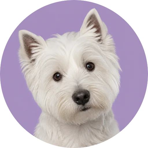 Retrato de cachorro da raça West Highland White Terrier com leve inclinação da cabeça em fundo lilás