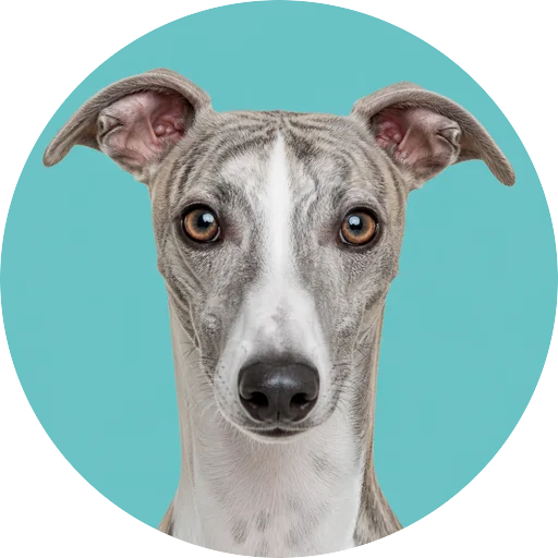 Retrato frontal de cachorro da raça Whippet em fundo turquesa