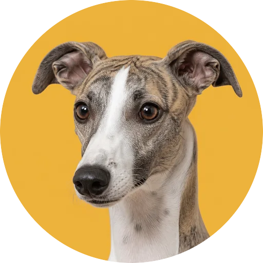 Retrato em ângulo três quartos de cachorro da raça Whippet em fundo mostarda