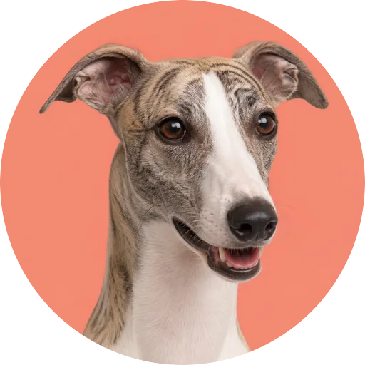 Retrato em ângulo três quartos de cachorro da raça Whippet em fundo coral
