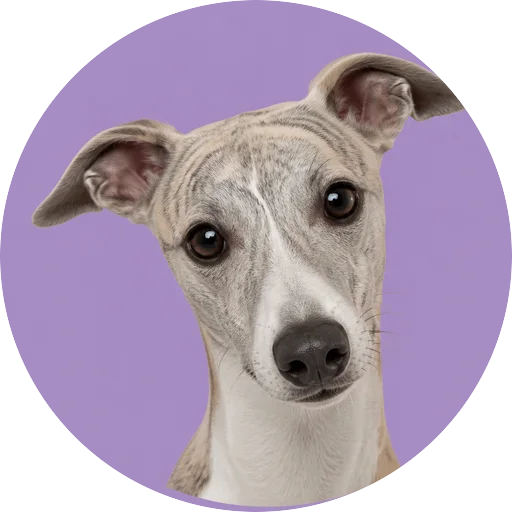 Retrato de cachorro da raça Whippet com leve inclinação da cabeça em fundo lilás