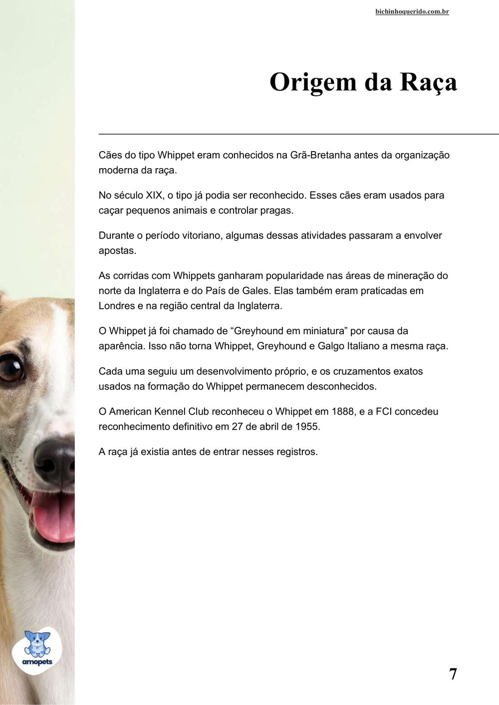 origem da raça no e-book Guia de Como Cuidar do Whippet