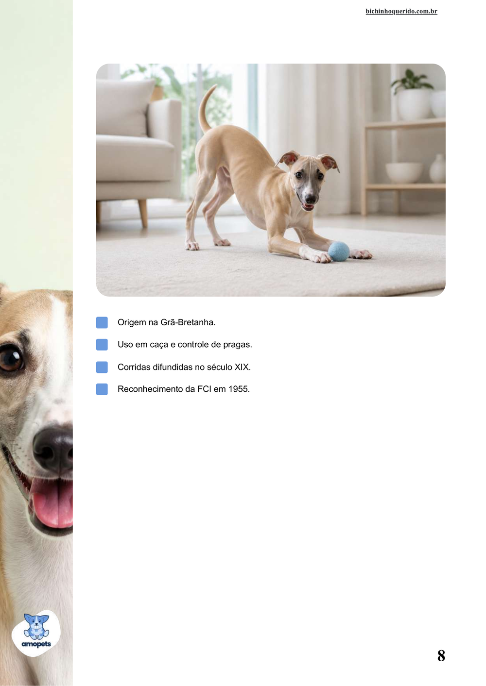 características do Whippet no e-book Guia de Como Cuidar do Whippet