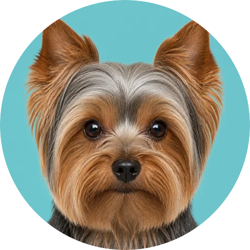 Retrato frontal de cachorro da raça Yorkshire Terrier em fundo turquesa