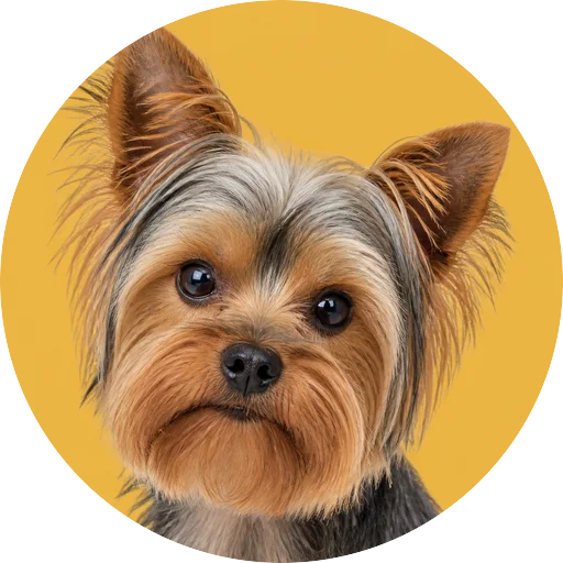 Retrato em ângulo três quartos de cachorro da raça Yorkshire Terrier em fundo mostarda