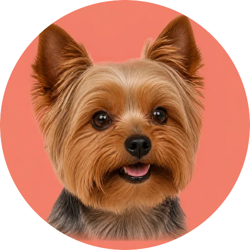Retrato em ângulo três quartos de cachorro da raça Yorkshire Terrier em fundo coral