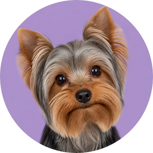 Retrato de cachorro da raça Yorkshire Terrier com leve inclinação da cabeça em fundo lilás